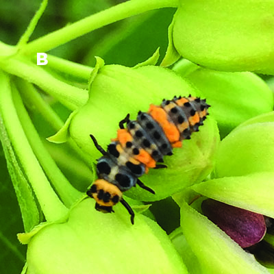 Fig. 12B: Photograph of a convergent lady beetle larva.